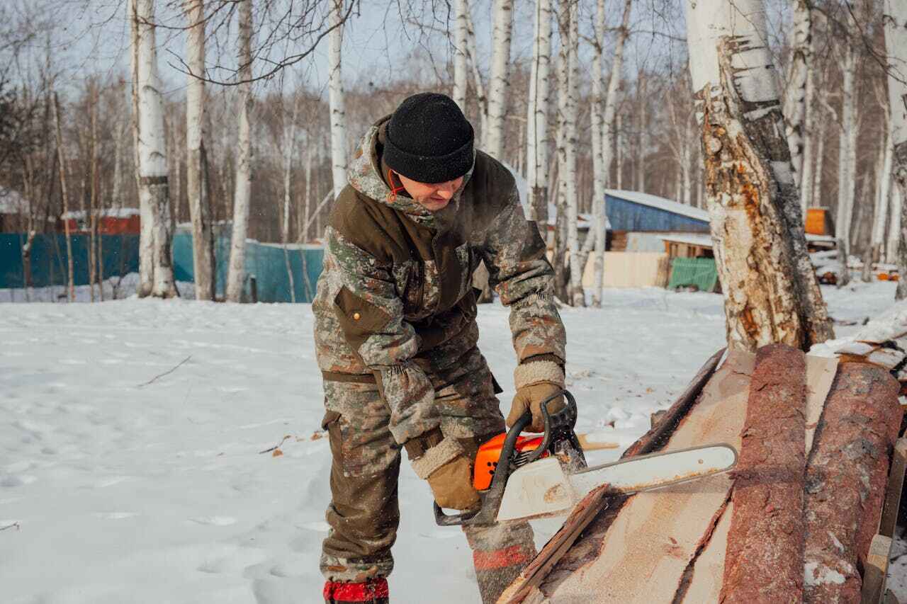 Best Tree Root Removal  in Brooklyn Park, MN